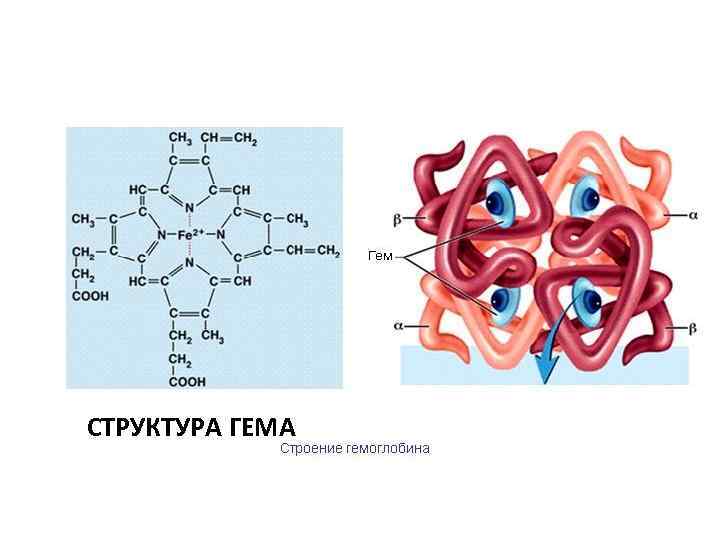 СТРУКТУРА ГЕМА 