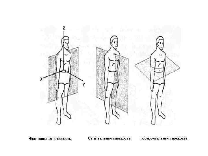 Система осей и плоскостей. Фронтальная сагиттальная и горизонтальная плоскость. Оси и плоскости человеческого тела рисунок. Фронтальная плоскость рисунок. Горизонтальная ось в анатомии.