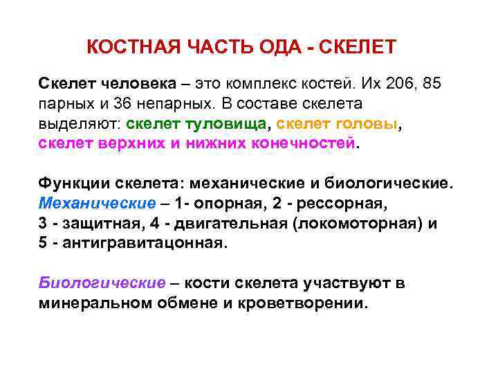 КОСТНАЯ ЧАСТЬ ОДА - СКЕЛЕТ Скелет человека – это комплекс костей. Их 206, 85