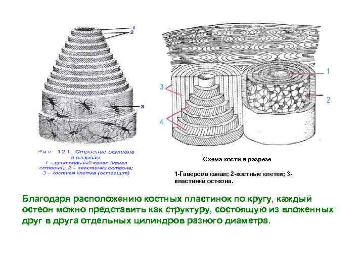 Костная ткань схема