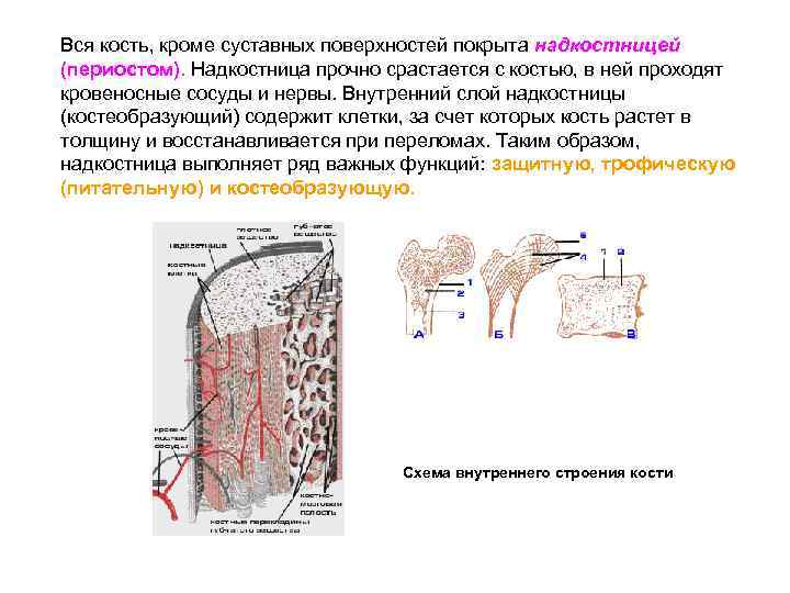 Надкостница кости. Слои надкостницы и ее функции. Из чего состоит надкостница костей. Клетки внутреннего слоя надкостницы. Внутренний слой надкостницы представлен.