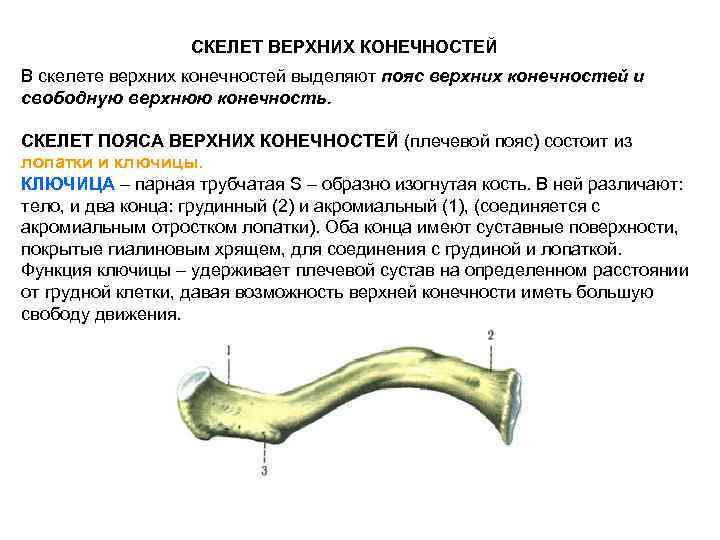 Функции ключицы