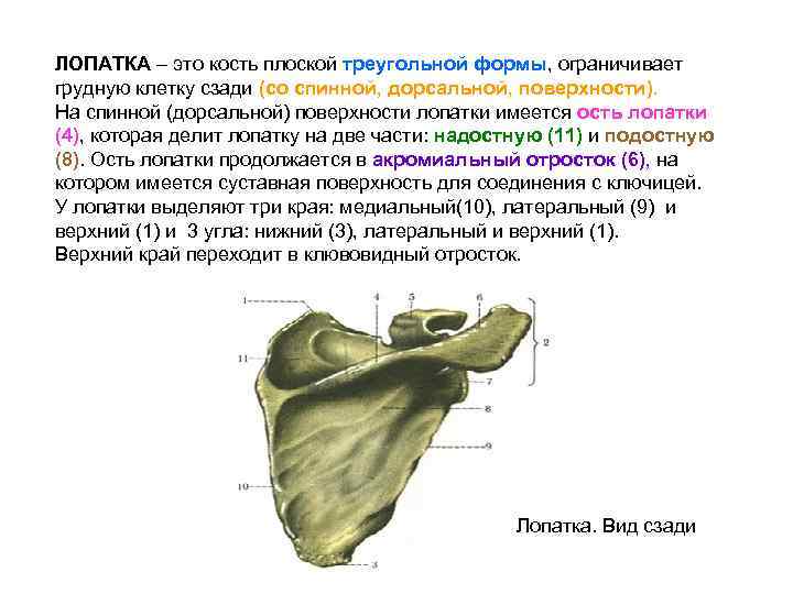 Лопатка относится к костям. Лопатка кость функции. Лопатка Тип кости. Лопатка плоская кость треугольной формы. Лопатки Тип костей.