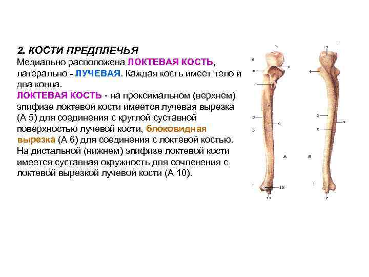 Каждая кость