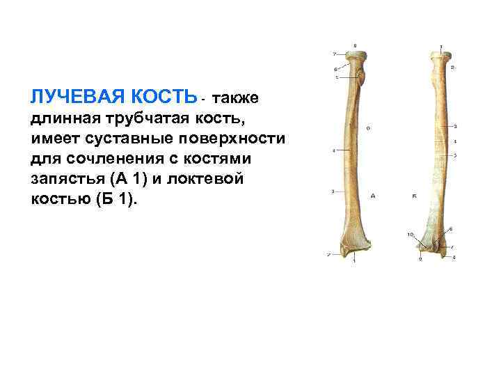 Тело длинной трубчатой кости
