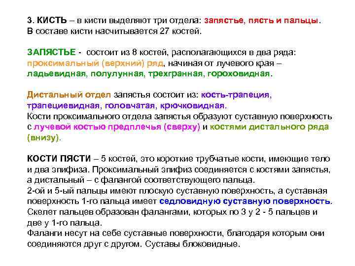 3. КИСТЬ – в кисти выделяют три отдела: запястье, пясть и пальцы. В составе