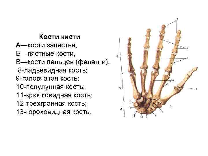 Кости запястья полулунная