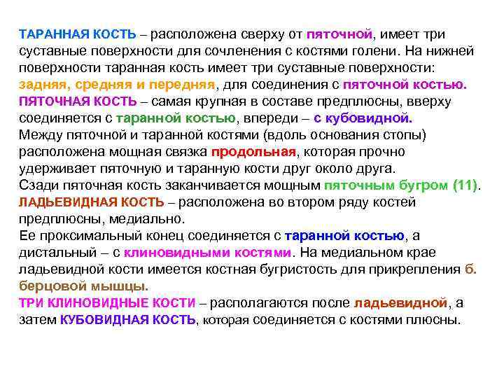 ТАРАННАЯ КОСТЬ – расположена сверху от пяточной, имеет три суставные поверхности для сочленения с