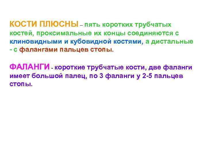 КОСТИ ПЛЮСНЫ – пять коротких трубчатых костей, проксимальные их концы соединяются с клиновидными и