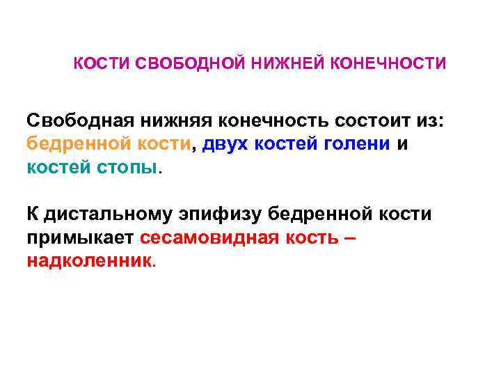 КОСТИ СВОБОДНОЙ НИЖНЕЙ КОНЕЧНОСТИ Свободная нижняя конечность состоит из: бедренной кости, двух костей голени