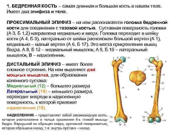 Бедренная кость тип соединения костей. Дистальный эпифиз левой бедренной кости. Диафиз бедренной кости анатомия. Костная структура головки бедренной кости. Структуры дистального эпифиза бедренной кости:.