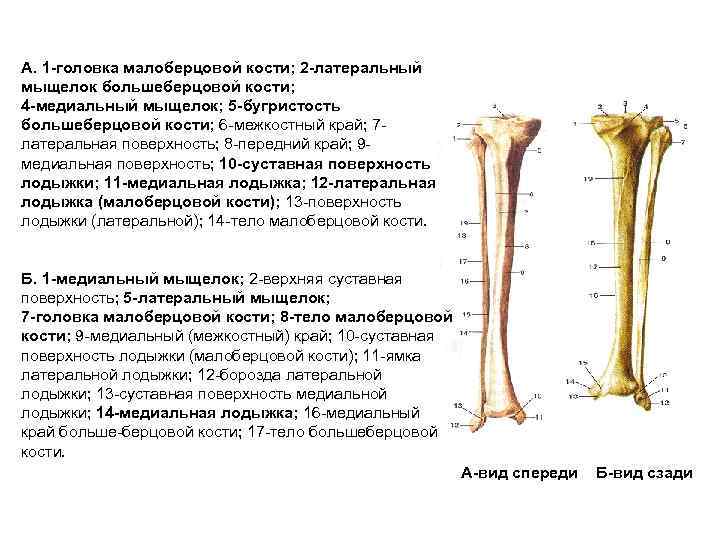 Бугристость большеберцовой кости находится фото