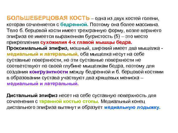 БОЛЬШЕБЕРЦОВАЯ КОСТЬ – одна из двух костей голени, которая сочленяется с бедренной. Поэтому она
