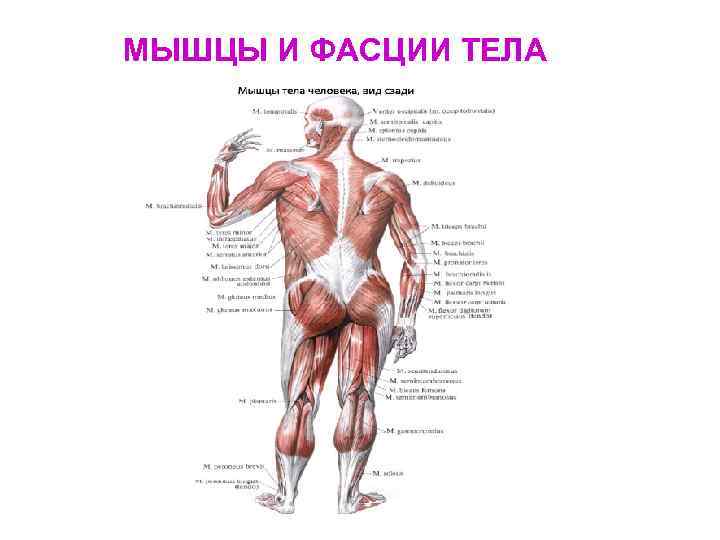 МЫШЦЫ И ФАСЦИИ ТЕЛА 