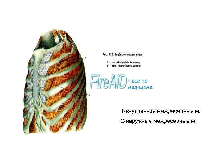 1 -внутренние межреберные м. , 2 -наружные межреберные м. 