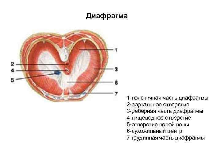 Диафрагма 1 -поясничная часть диафрагмы 2 -аортальное отверстие 3 -реберная часть диафрагмы 4 -пищеводное