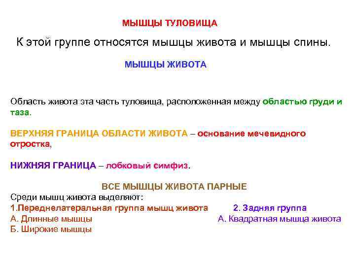 МЫШЦЫ ТУЛОВИЩА К этой группе относятся мышцы живота и мышцы спины. МЫШЦЫ ЖИВОТА Область