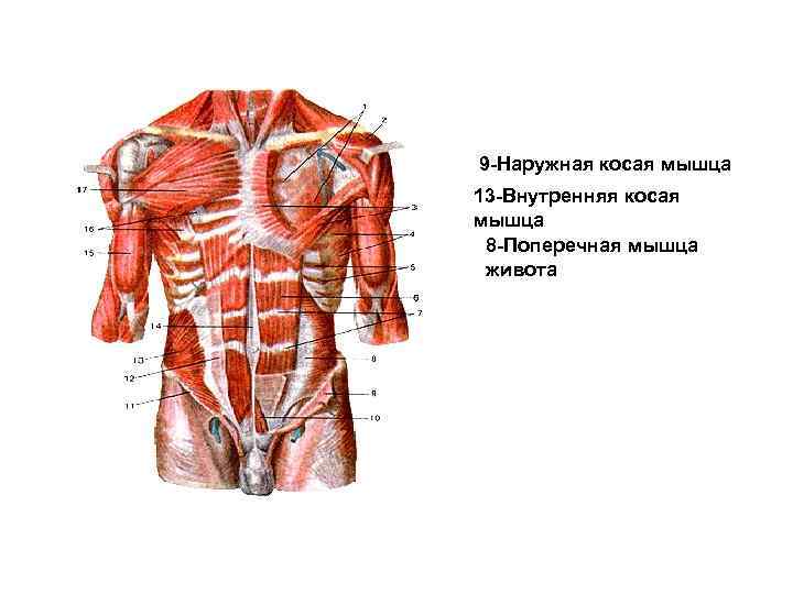 Наружная косая мышца живота. Фасции мышц тела. Мышцы и фасции туловища. Мышцы и фасции живота. Фасция поперечной мышцы живота.