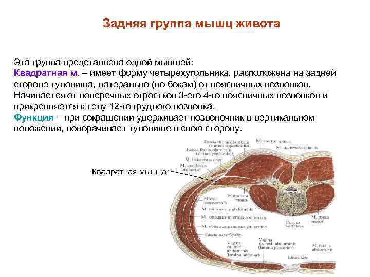 Задняя группа мышц живота Эта группа представлена одной мышцей: Квадратная м. – имеет форму