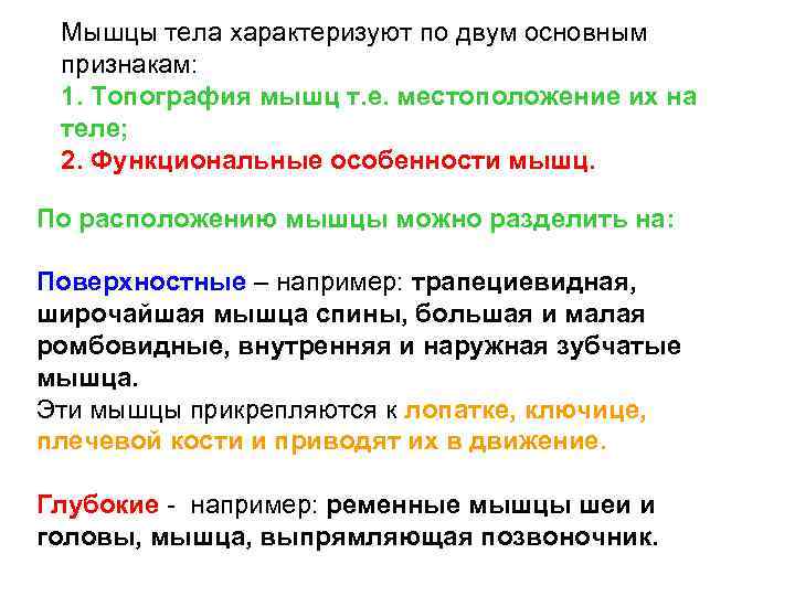 Мышцы тела характеризуют по двум основным признакам: 1. Топография мышц т. е. местоположение их