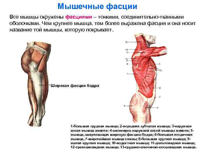 Мышцы и фасции бедра