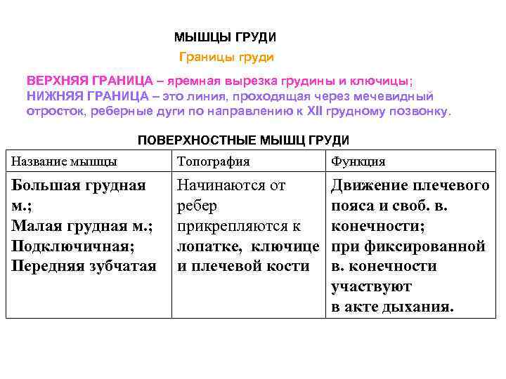 МЫШЦЫ ГРУДИ Границы груди ВЕРХНЯЯ ГРАНИЦА – яремная вырезка грудины и ключицы; НИЖНЯЯ ГРАНИЦА