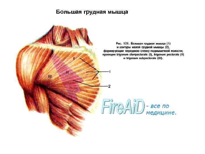 Большая грудная мышца 