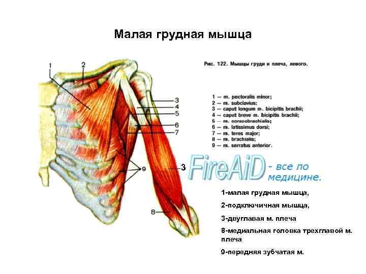 Малая грудная мышца где находится фото