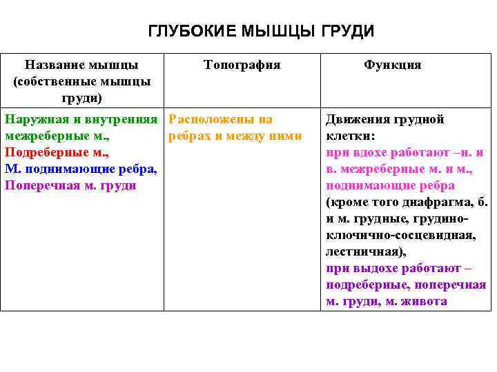 ГЛУБОКИЕ МЫШЦЫ ГРУДИ Название мышцы (собственные мышцы груди) Топография Наружная и внутренняя Расположены на