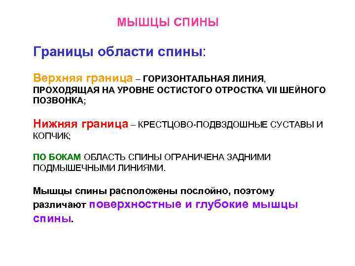 МЫШЦЫ СПИНЫ Границы области спины: Верхняя граница – ГОРИЗОНТАЛЬНАЯ ЛИНИЯ, ПРОХОДЯЩАЯ НА УРОВНЕ ОСТИСТОГО