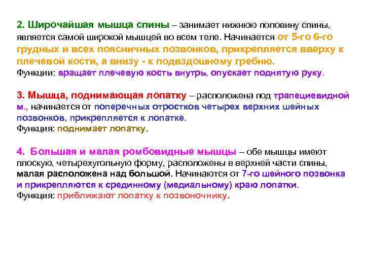 2. Широчайшая мышца спины – занимает нижнюю половину спины, является самой широкой мышцей во