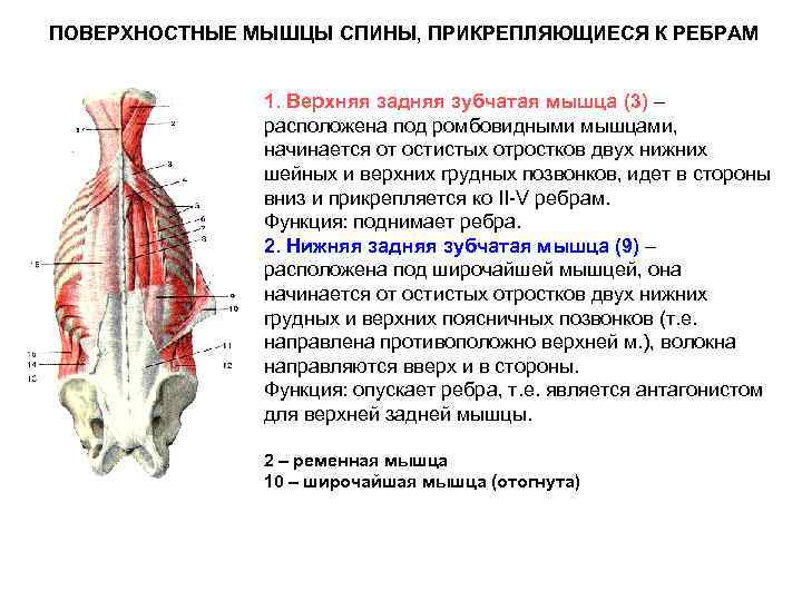 Мышцы позвоночника. Глубокие мышцы спины функции. Поверхностные мышцы спины прикрепляющиеся к ребрам. Мышцы спины анатомия прикрепление функции. Поперечно-остистая мышца спины таблица.