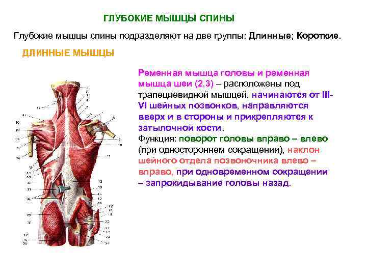 ГЛУБОКИЕ МЫШЦЫ СПИНЫ Глубокие мышцы спины подразделяют на две группы: Длинные; Короткие. ДЛИННЫЕ МЫШЦЫ