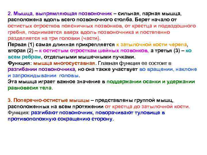 2. Мышца, выпрямляющая позвоночник – сильная, парная мышца, расположена вдоль всего позвоночного столба. Берет