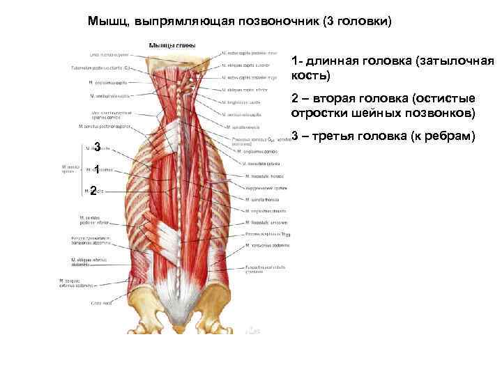 Мышца выпрямляющая позвоночник латынь