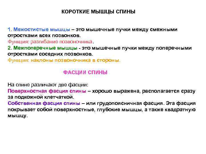 КОРОТКИЕ МЫШЦЫ СПИНЫ 1. Межостистые мышцы – это мышечные пучки между смежными отростками всех