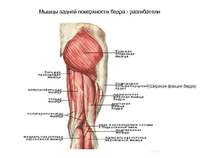 Мышцы бедра картинки