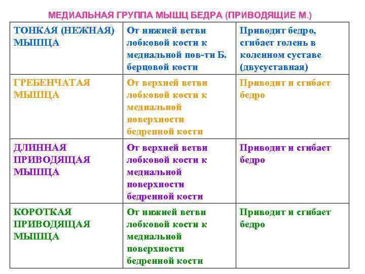 МЕДИАЛЬНАЯ ГРУППА МЫШЦ БЕДРА (ПРИВОДЯЩИЕ М. ) ТОНКАЯ (НЕЖНАЯ) МЫШЦА От нижней ветви лобковой