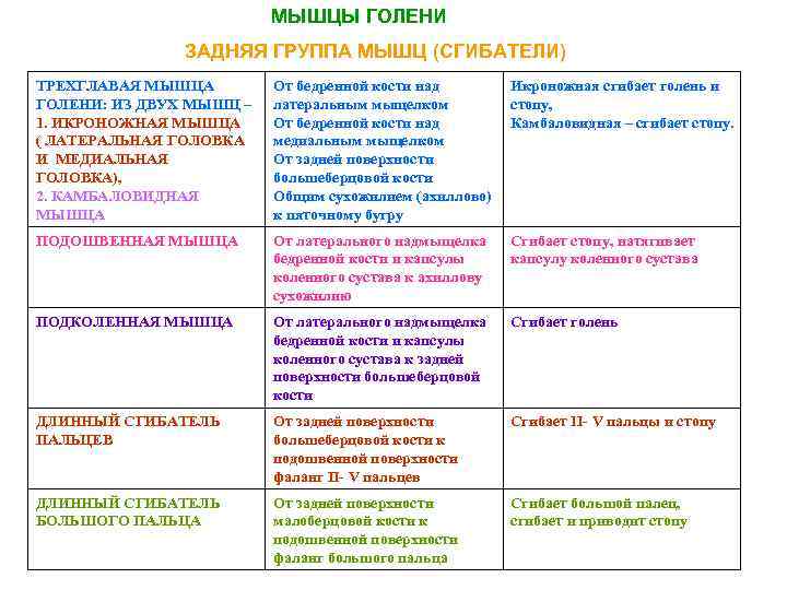 МЫШЦЫ ГОЛЕНИ ЗАДНЯЯ ГРУППА МЫШЦ (СГИБАТЕЛИ) ТРЕХГЛАВАЯ МЫШЦА ГОЛЕНИ: ИЗ ДВУХ МЫШЦ – 1.