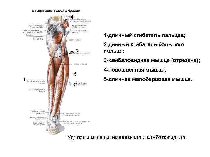 4 1 -длинный сгибатель пальцев; 3 2 -динный сгибатель большого пальца; 3 -камбаловидная мышца