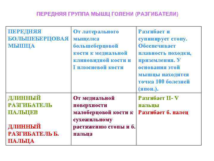 ПЕРЕДНЯЯ ГРУППА МЫШЦ ГОЛЕНИ (РАЗГИБАТЕЛИ) ПЕРЕДНЯЯ От латерального БОЛЬШЕБЕРЦОВАЯ мыщелка МЫШЦА большеберцовой кости к