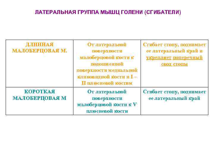 ЛАТЕРАЛЬНАЯ ГРУППА МЫШЦ ГОЛЕНИ (СГИБАТЕЛИ) ДЛИННАЯ МАЛОБЕРЦОВАЯ М. От латеральной поверхности малоберцовой кости к