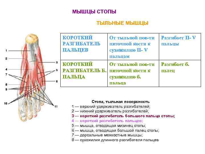 Тыльные мышцы стопы