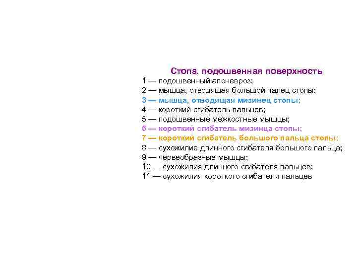 Стопа, подошвенная поверхность 1 — подошвенный апоневроз; 2 — мышца, отводящая большой палец стопы;