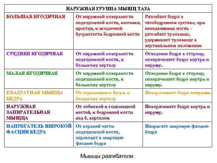 НАРУЖНАЯ ГРУППА МЫШЦ ТАЗА БОЛЬШАЯ ЯГОДИЧНАЯ От наружной поверхности подвздошной кости, копчика, крестца, к