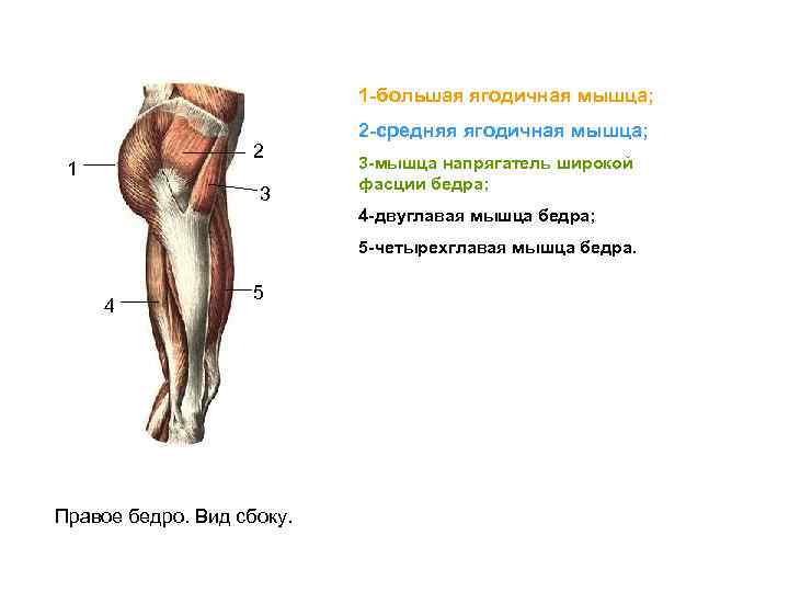 1 -большая ягодичная мышца; 2 1 3 2 -средняя ягодичная мышца; 3 -мышца напрягатель