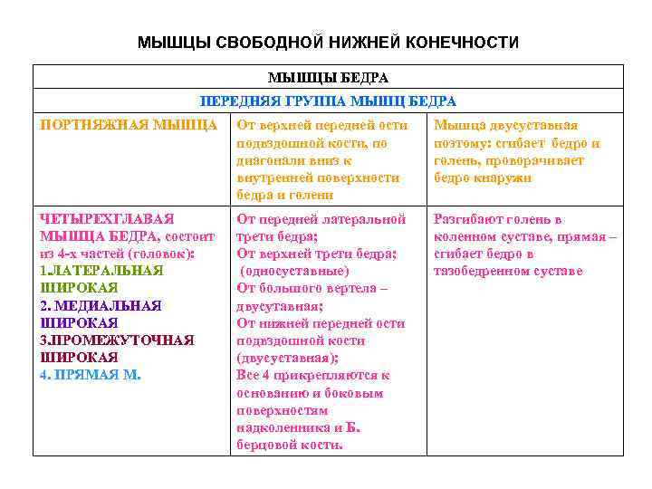 МЫШЦЫ СВОБОДНОЙ НИЖНЕЙ КОНЕЧНОСТИ МЫШЦЫ БЕДРА ПЕРЕДНЯЯ ГРУППА МЫШЦ БЕДРА ПОРТНЯЖНАЯ МЫШЦА От верхней