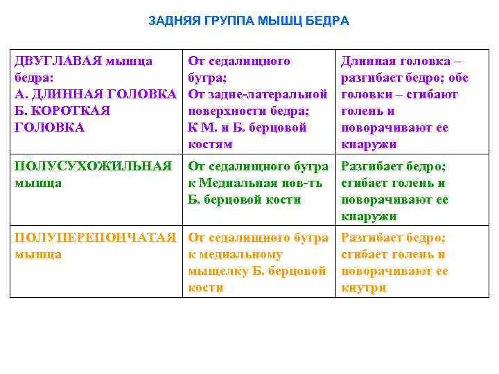 ЗАДНЯЯ ГРУППА МЫШЦ БЕДРА ДВУГЛАВАЯ мышца бедра: А. ДЛИННАЯ ГОЛОВКА Б. КОРОТКАЯ ГОЛОВКА От