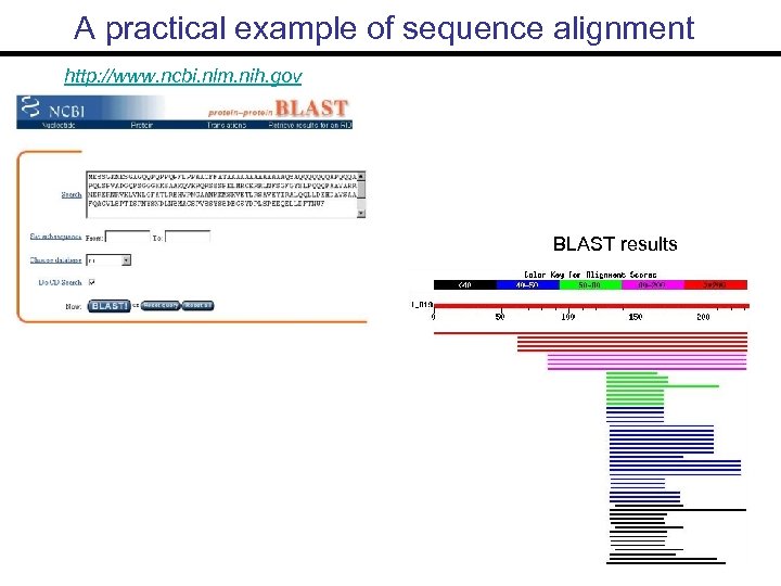 A practical example of sequence alignment http: //www. ncbi. nlm. nih. gov BLAST results