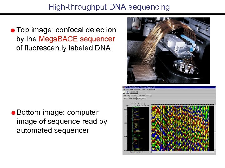 High-throughput DNA sequencing Top image: confocal detection by the Mega. BACE sequencer of fluorescently